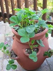 strawberry plants in a special strawberry pot